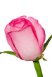 rosebud