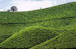 Kerala 3