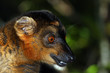 Maki Madagaskar