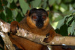 Maki Madagaskar