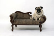 Dicker Mops auf dem Hundesofa Dicker Mops auf dem Hundesofa