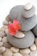 fleur et rochers sur fond blanc