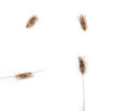 Lice Lice