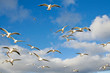 seagull