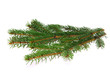 Tannenzweig - fir branch 07