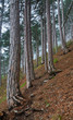 Summer misty pine forest on hill