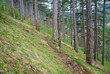 wood trail in summer pine forest on hill