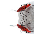 Reflet d'insecte rouge dans l'eau