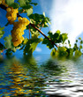 Flood sur vignes