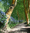Platanen-Allee auf Sao Miguel (Azoren) 3