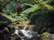 Bach in tropischer Landschaft_quer
