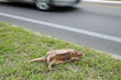 Dead Aramdillo on side of the road