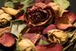 rose secche