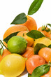 Composicion de citricos recien cosechados Composicion de citricos recien cosechados
