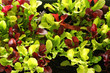 Photo: microgreens upclose microgreens upclose