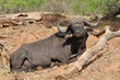 buffalo in Kruger national park,South Africa