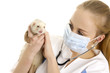 The veterinary surgeon examines a polecat.