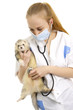 The veterinary surgeon examines a polecat.