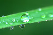 Round waterdrops on green gras