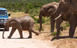 elephants are crossing the road