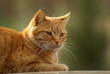 chat européen roux tabby
