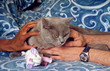 chat malade ou inquiet que les maîtres rassurent