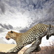 Leopard Leopard