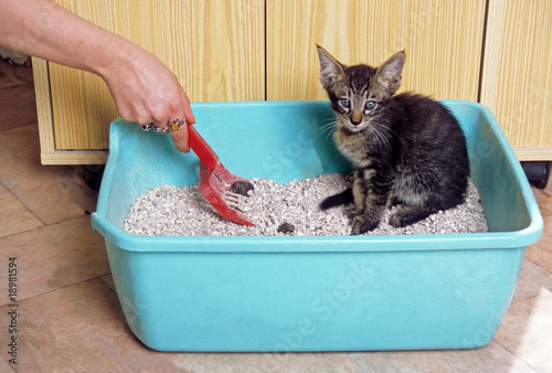 Photo: jeune chaton dans sa litière - apprentissage de la propreté jeune chaton dans sa litière - apprentissage de la propreté
