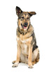 mixed breed dog isolated on a white background