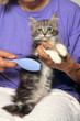 première toilette pour un chaton - brossage délicat