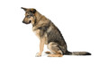 mixed breed dog isolated on a white background