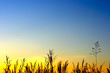 grass in the sunset light