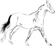 horse vector