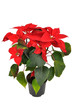 Poinsettia
