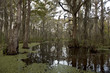 Swamp near New Orleans, Louisiana Swamp near New Orleans, Louisiana