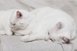 chats blancs
