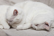 chats blancs