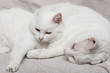 chats blancs