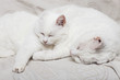 chats blancs