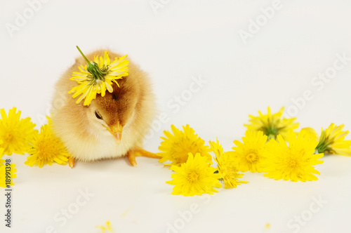 Foto: Küken Küken