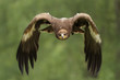 Steinadler (Aquila chrysaetos)