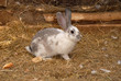 lapin blanc et gris