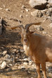 bouc
