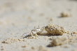 Photo: 砂浜のカニ 砂浜のカニ