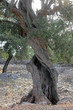 Old olive tree Old olive tree