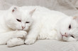 chats blancs