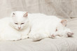 chats blancs