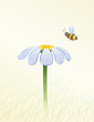 Vector daisy and a bee collecting honey