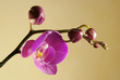 Blooming violet orchids flower