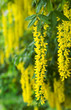 Laburnum anagyroides Laburnum anagyroides